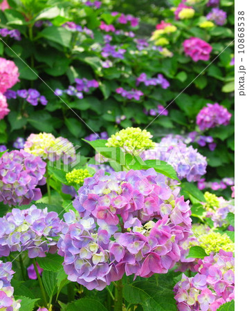 カラフルな紫陽花 10868538