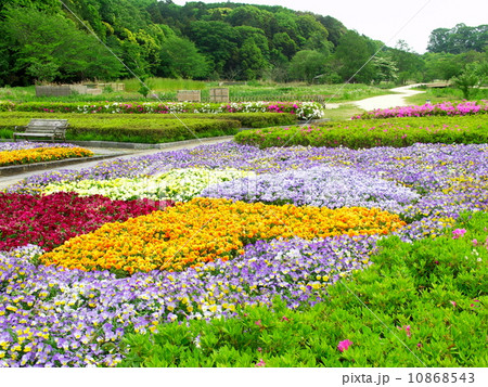 ビオラ咲く公園風景 10868543