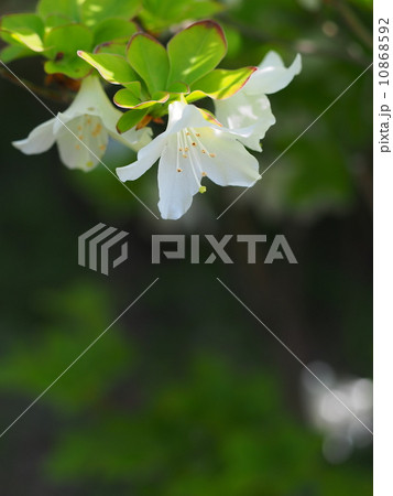 五葉つつじの花 10868592