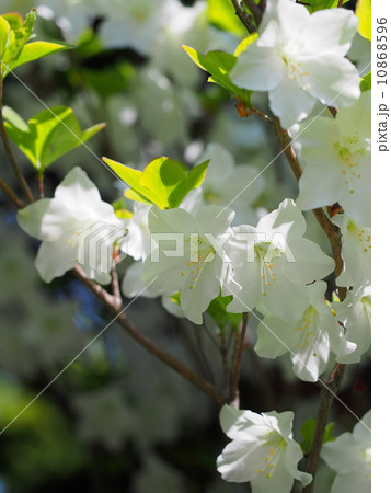 五葉つつじの花 10868596