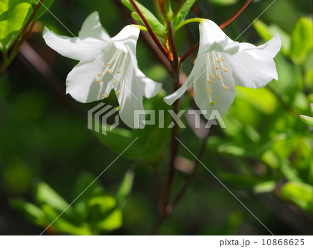 五葉つつじの花 五葉つつじの花 10868625