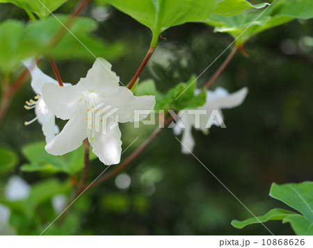 五葉つつじの花 10868626