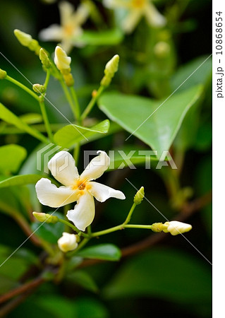 テイカカズラ テイカカズラ 10868654