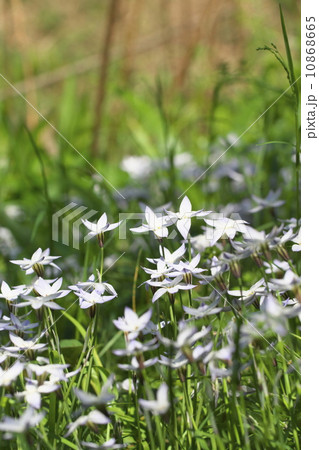 ハナニラ 10868665