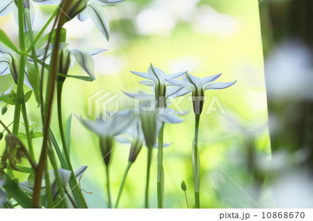 ハナニラ 10868670