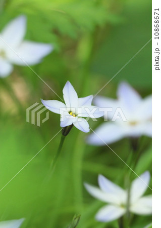 ハナニラ 10868671