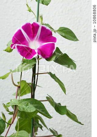 一輪の朝顔 一輪の朝顔 10868806