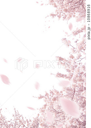 桜ふぶき 10868916