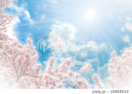 桜　舞う 10868919