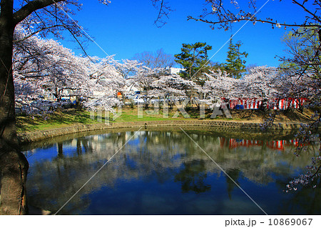 香久池公園の桜 香久池公園の桜 10869067