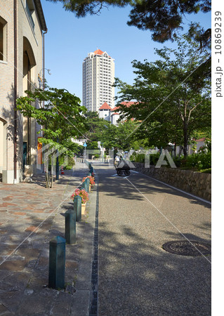 宝塚 花のみち 10869239