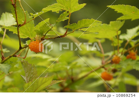モミジイチゴの実 10869254
