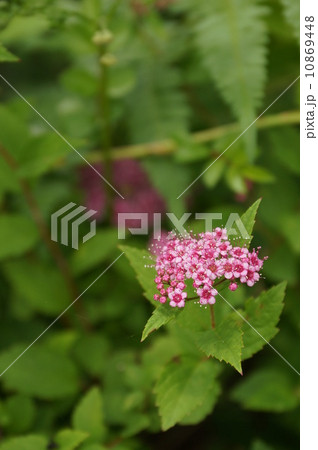 しもつけそう しもつけそう 10869448