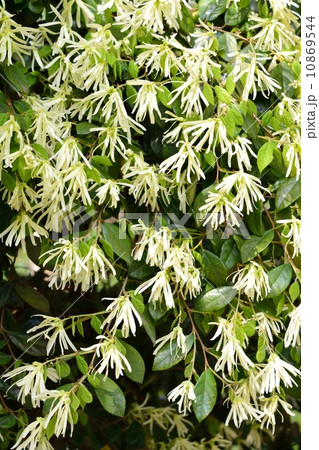 トキワマンサク 10869544