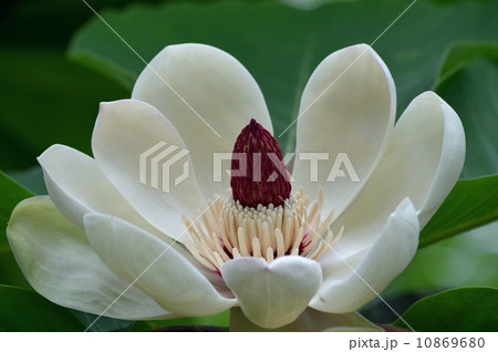 朴の木の花 10869680