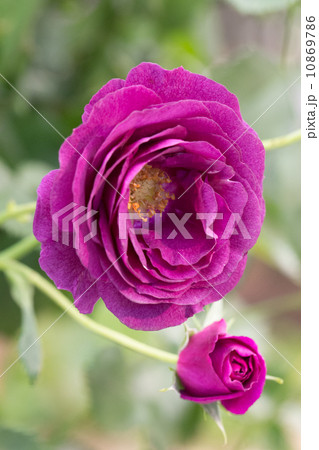 春の花 バラ（ミステリューズ） 10869786