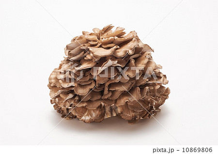 まいたけ 10869806