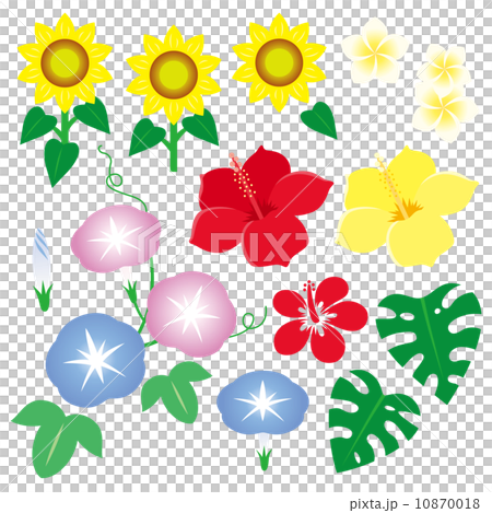 夏の花のイラスト集のイラスト素材