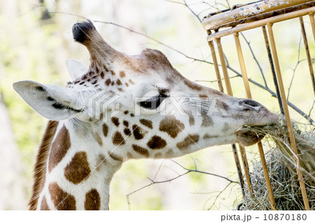 Rothschild's giraffe eats dried hay 10870180