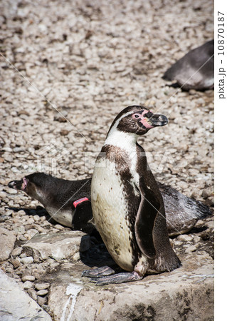 Pair of a Humboldt Penguins Pair of a Humboldt Penguins 10870187