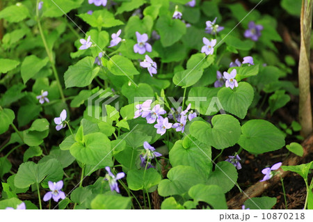 コスミレ 10870218