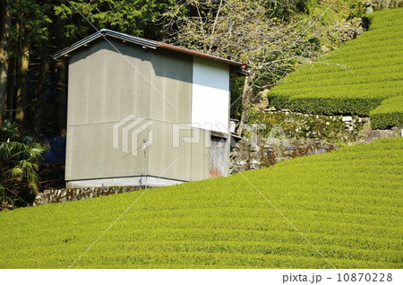 茶畑と納屋 茶畑と納屋 10870228