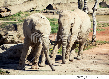 Pair of African bush elephants Pair of African bush elephants 10870269