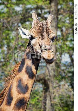 Portrait of an one giraffe 10870270