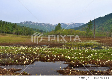 湿原のミズバショウ咲く頃尾瀬ヶ原 湿原のミズバショウ咲く頃尾瀬ヶ原 10870433