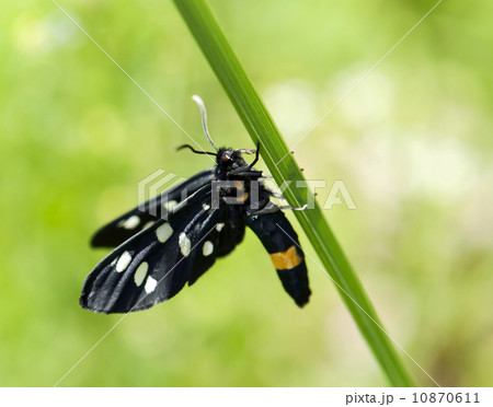 A beautiful black butterfly 10870611