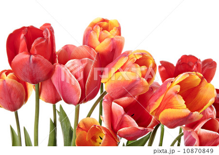 Tulips 10870849