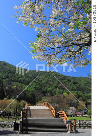 桜と木曽の大橋 10870919