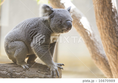 コアラ 10870989