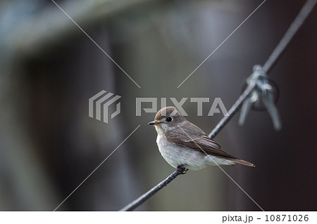 コサメビタキ３ 10871026