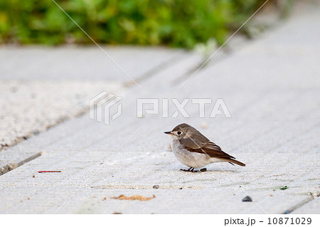 コサメビタキ6 コサメビタキ6 10871029