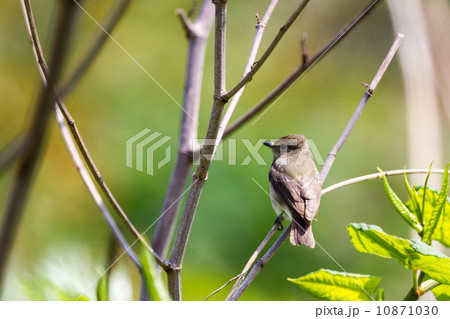 キビタキ１ 10871030