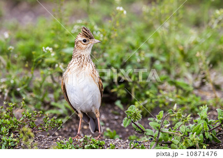 ヒバリ 10871476