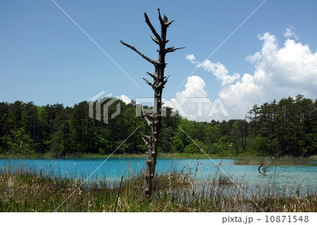 裏磐梯　弁天沼 10871548