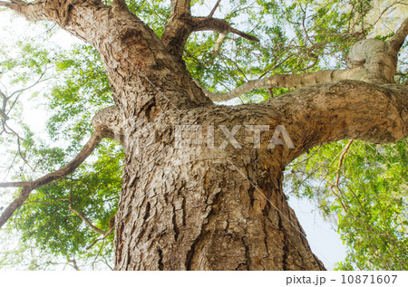 Tree branch 10871607