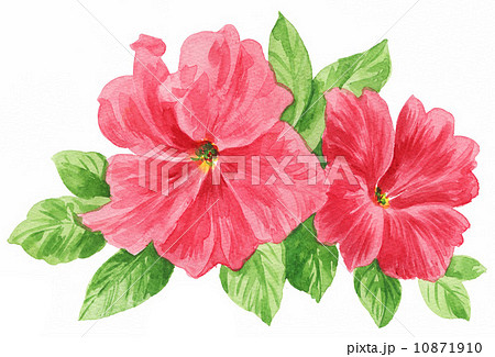 petunia14605pix petunia14605pix 10871910