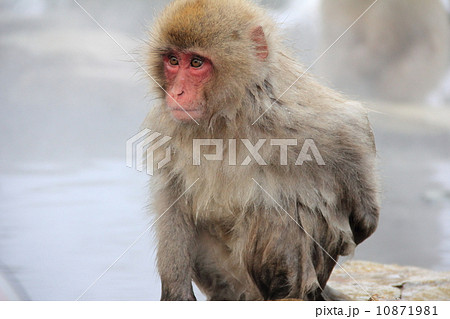 子ザル 10871981