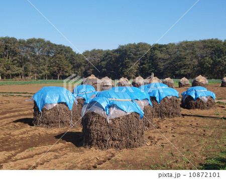 落花生ボッチ 10872101