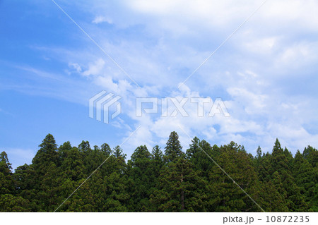 杉林と空 杉林と空 10872235