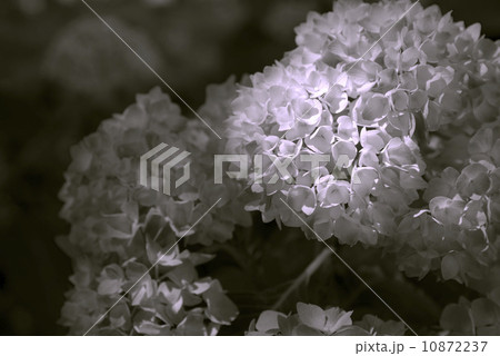 紫陽花 10872237