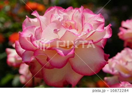 バラが咲いた！ 10872284