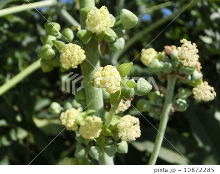 トウゴマの雄しべ 10872285