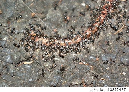 ミミズに群がるアリの写真素材