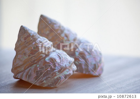 虹色の貝殻 10872613