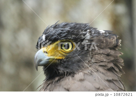 Eagle -- Crested Serpent Eagle (Spilornis Cheela) Eagle -- Crested Serpent Eagle (Spilornis Cheela) 10872621