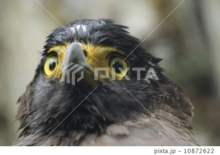 Eagle --  Crested Serpent Eagle (Spilornis Cheela) 10872622